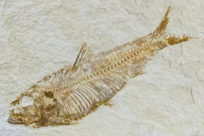 Detailed Fossil Fish (Knightia) - Wyoming #165784